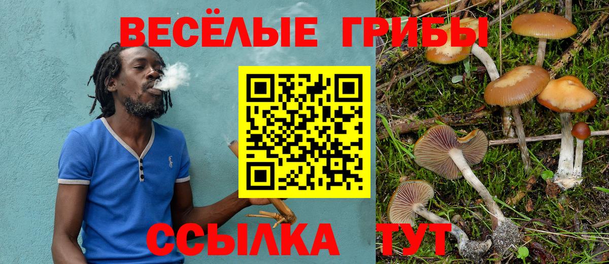 купить наркотики цена  Вход с VPN  Александров  Галлюциногенные грибы Cubensis 